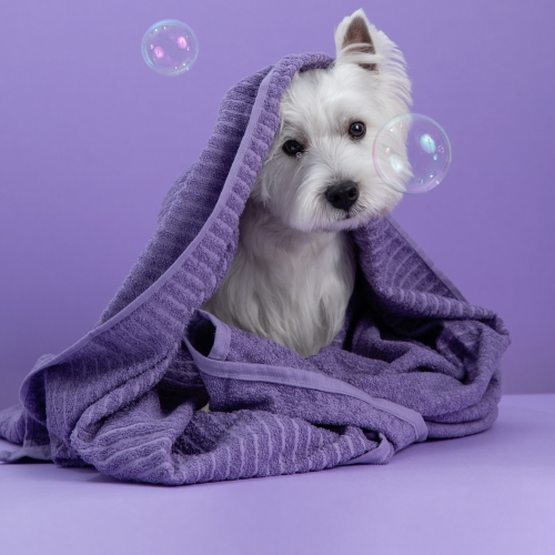 Primo Bagno Cane